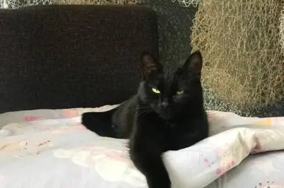 Потерянные животные Нижний Новгород, фото: Пропала кошка, Береговая улица, 14, Нижний Новгород - черная с зелёно-карими глазами
