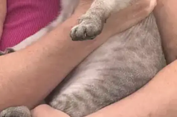 Кошки потеряшки, Анапская, фото: Потеряшка кот, Набережная улица, 13, Анапская - сфинкс с голубыми глазами