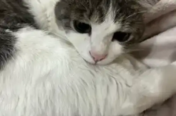 Пропала кошка, улица Ленина, Ставрополь - пугливая с большими глазками - photo