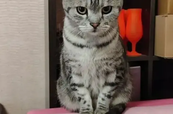 Найдена кошка, Москва, фото: Найдена кошка, женский пол, Открытое шоссе, 28 к1, Москва