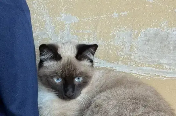 Найдена кошка, Калининград, фото: Найден кот, улица Александра Невского, 10, Калининград, около Резиденции Королей