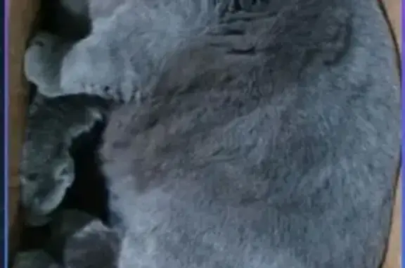 Пропал кот, улица Лаврова, 1, Старая Станица - серый британец - photo