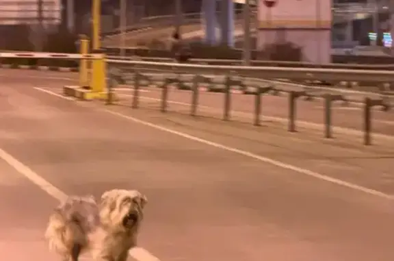 Найдена собака, Химки, фото: Найден собака, Аэропорт Шереметьево, Химки - бегает около терминала D