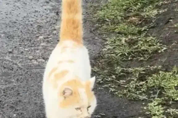 Пропал кот, улица Матвеевка, 64А, Кривянская - белый с рыжими пятнами - photo