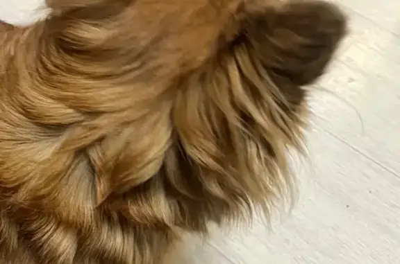 Объявления о пропавших и найденных животных, Нижний Новгород, фото: Найден собака, улица Ногина, 4, Нижний Новгород - рыжий, длинношерстный