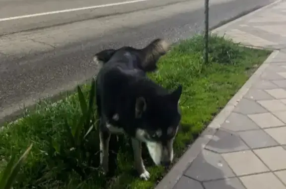 Найдена собака, Краснодар, фото: Найден собака, улица Горького, 85, Краснодар - голубые глаза