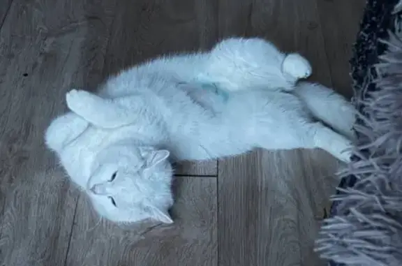 Пропала кошка, Енисейская улица, 4, Ульяновск - photo