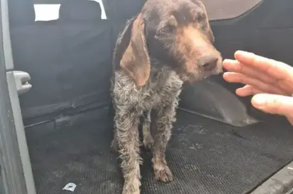 Найдена собака, Власиха, фото: Найдена собака, Рождественская улица, Власиха