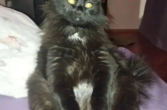 Пропала кошка, улица Уточкина, Санкт-Петербург - мальчик 9 месяцев, жёлтые глаза - photo