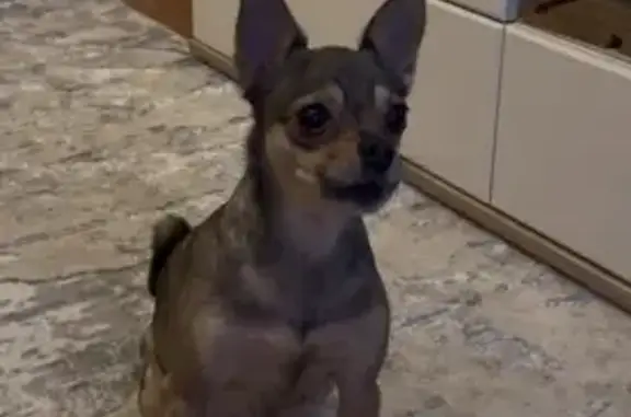 Собаки потеряшки, Смоленск, фото: Потеряшка собака, женский пол, улица Маршала Ерёменко, 62, Смоленск - серая той терьер