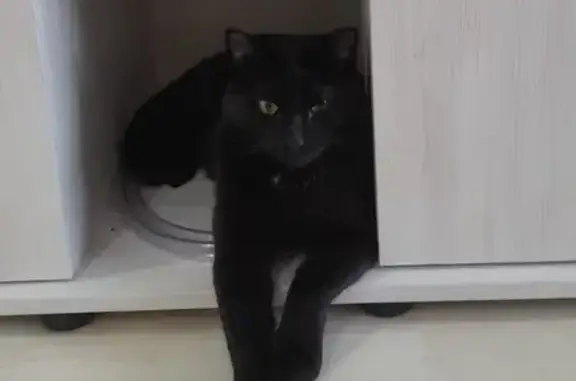 Найденные животные Абакан, фото: Найден кот, улица Богдана Хмельницкого, 188, Абакан - черный с белыми вкраплениями