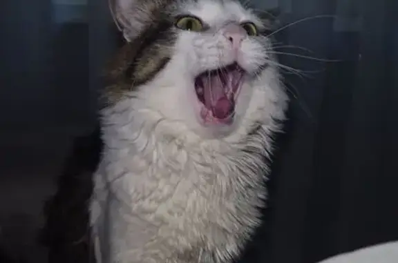 Пропал кот, Щёлковское шоссе, 90, Москва - ласковый и откликается на имя - photo