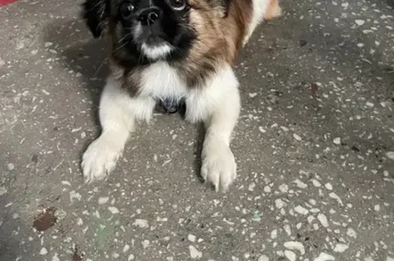 Объявления о пропавших и найденных животных, Новосибирск, фото: Найдена собака, улица Доватора, 35/2, Новосибирск - пекинес, щенок