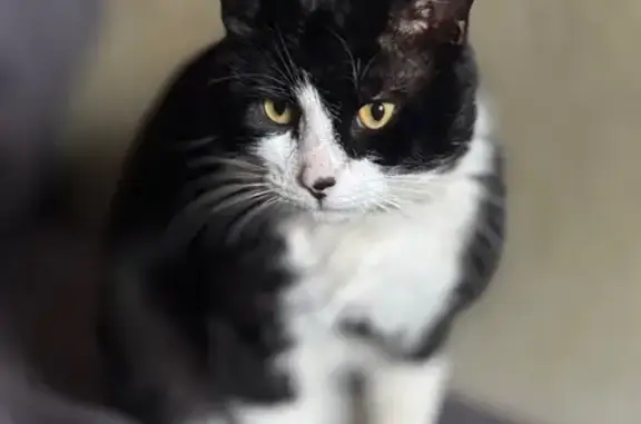 Пропал кот, Тихая улица, 156, Ленинградская - черно-белый - photo