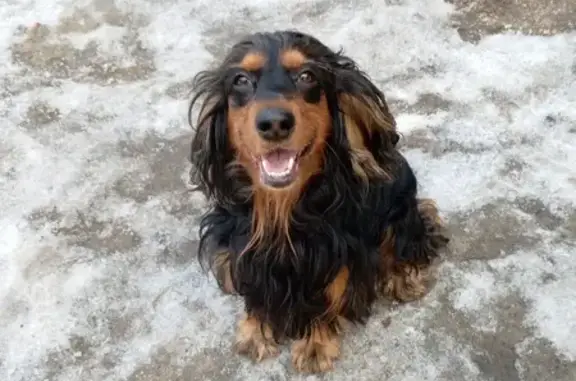 Потерянные животные Липецк, фото: Пропал собака, улица Адмирала Макарова, с23, Липецк - чёрный с рыжим, отзывается на Рокки