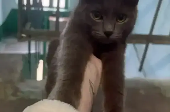 Найденные животные Чита, фото: Найдена кошка, 23, Чита - серая, повреждена лапка