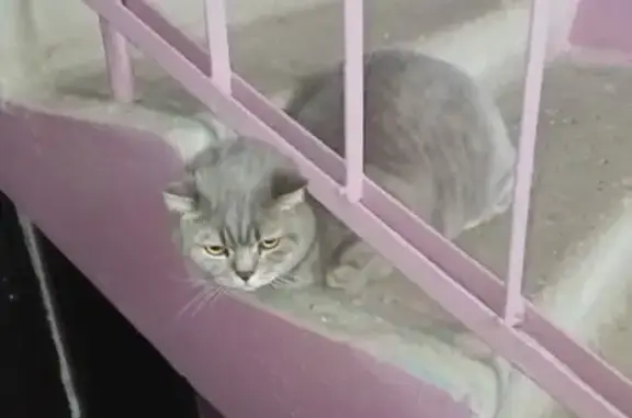 Объявления о пропавших и найденных животных, Калуга, фото: Найдена кошка, Московская улица, Калуга - спокойный и ухоженный