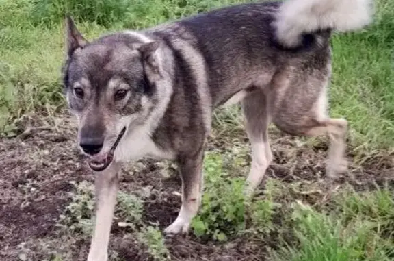 Пропал собака, Веригино — Устровка, Красный Холм - лайка с GPS-ошейником - photo