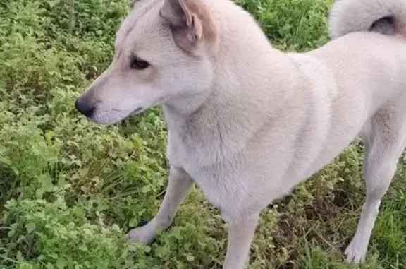 Пропала собака, Юрьево, Тверская область - лайка светлого окраса - photo