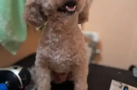 Пропал собака, светло коричневый, Уфа, Башкортостан - photo