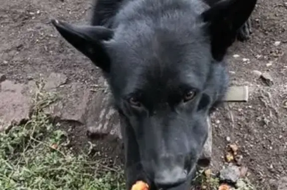 Пропал собака, мужской, Красноярский переулок, 30А, Бийск - полностью черный, крупный - photo