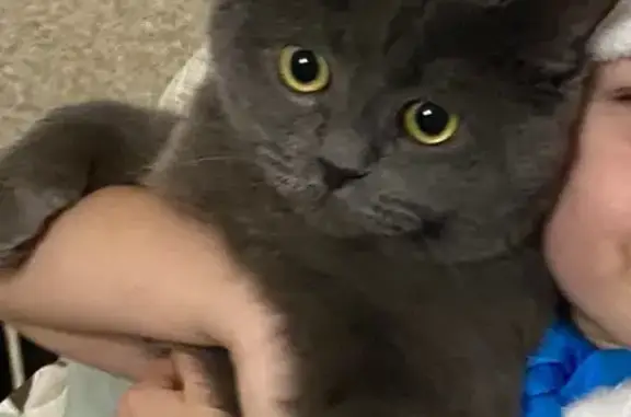 Пропал кот, улица Комарова, 13, Зеленодольск - полностью серый, пугливый - photo