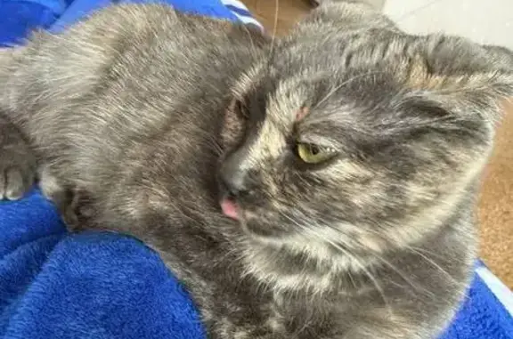 Пропала кошка, улица Ленина, Строитель - боится людей, домашняя - photo