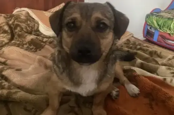 Найдена собака, Митькино, фото: Найден собака, Митькино, Московская область - рыже-коричневый, кастрированный