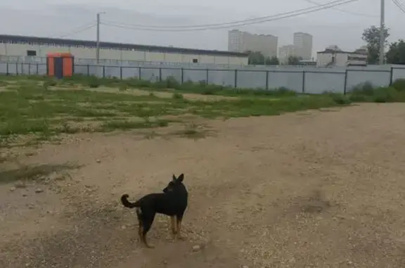 Пропала собака, женская, улица Красных Партизан, Краснодар - похожа на немецкую овчарку - photo