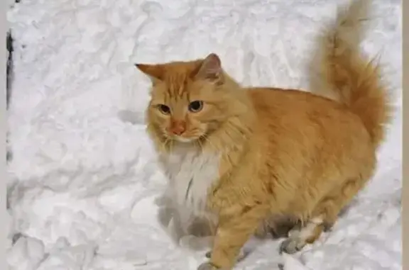 Пропал кот, улица Менжинского, 64А, Новокузнецк - photo