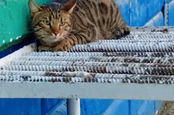 Найдена кошка, Набережные Челны, фото: Найдена кошка, Молодёжный бульвар, Набережные Челны - бенгальская порода, мальчик