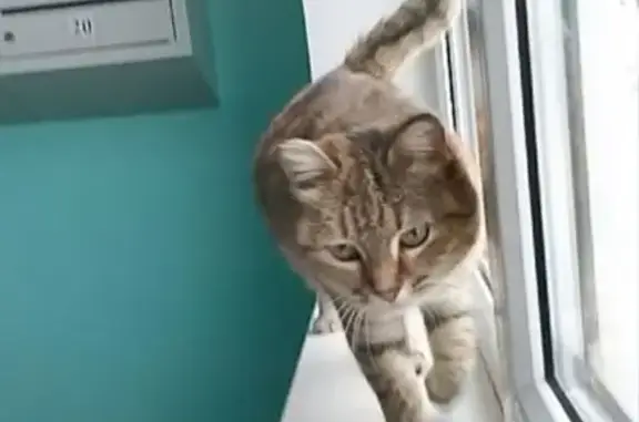 Найденные животные Салават, фото: Найдена кошка, улица Калинина, 72, Салават - рыжая с полосками