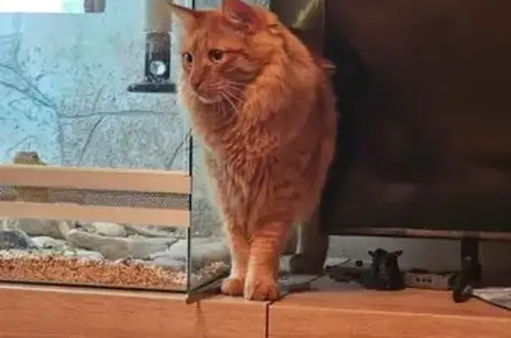 Пропал кот, Пензенская улица, 7, городской округ Пенза - рыжий с золотистым отливом - photo