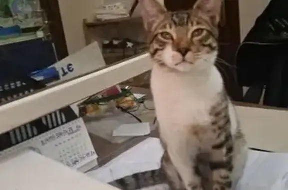 Найдена кошка, Москва, фото: Найдена кошка, Псковская улица, 8А, Москва - похож на метиса бенгала