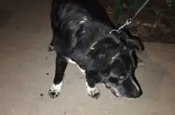 Пропал собака, Берёзовская улица, Нижний Новгород - слепой, черный с белыми лапками - photo