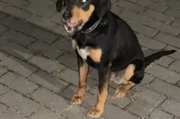 Найдена собака, Гурьевск, фото: Найдена собака, женская, Новая резиденция, Гурьевск