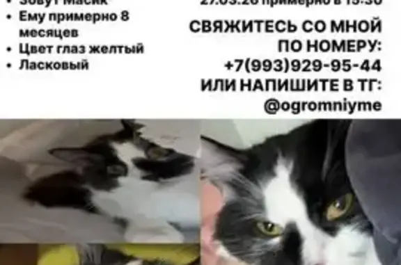 Пропал кот, проспект Победы, 392, Челябинск - черно-белый с пушистым хвостом - photo