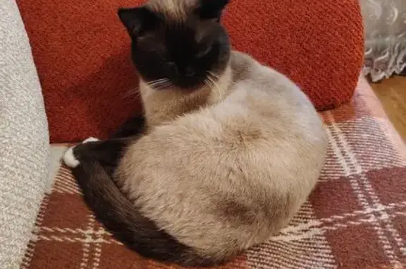 Пропал кот, 1-й Маратовский проезд, 12, городской округ Тамбов - сиамский с голубыми глазами - photo