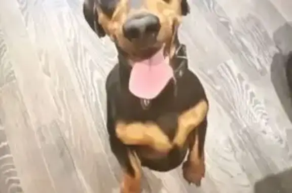 Пропала собака, Путевая улица, 4, Хабаровск - черная такса девочка - photo