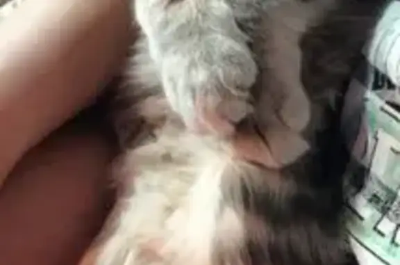 Потерянные животные Курск, фото: Пропал кот, улица Домостроителей, 5, Курск - чёрно-белый, очень ласковый