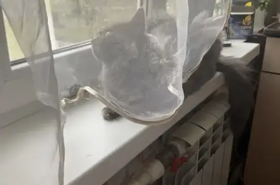 Пропала кошка, бульвар Комарова, 17, Ростов-на-Дону - серый окрас, пушистая шерсть - photo