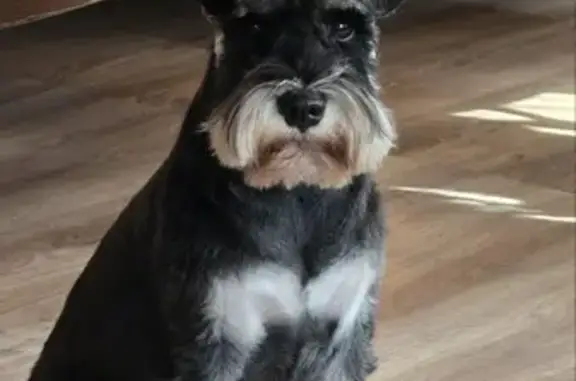 Пропал собака, мужской, Щёкинское шоссе, Тула - знает команды, реагирует на свисток - photo