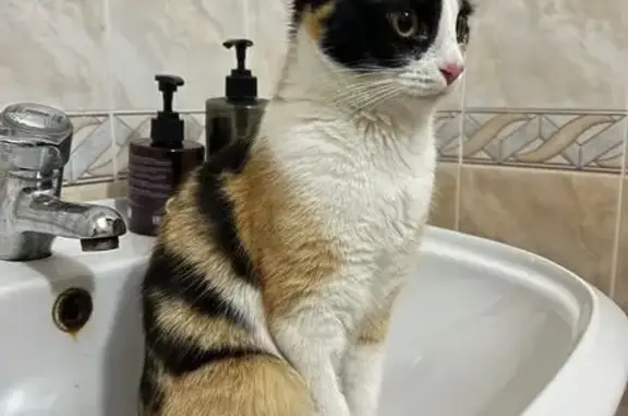 Пропала кошка, улица Орджоникидзе, 11 к2, Пятигорск - черно-оранжевая спина и белый живот - photo