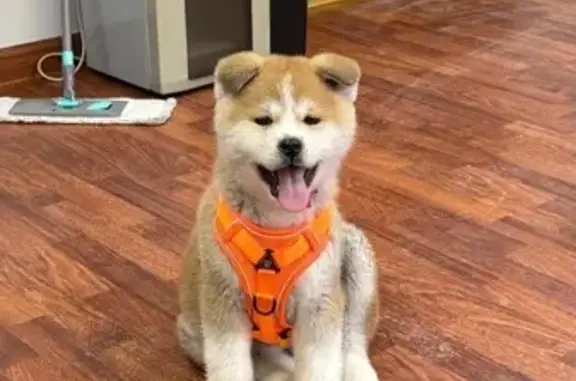 Пропала собака, Астрахань: выбежал на улицу - photo