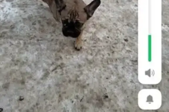 Пропала собака, Хотьково, Московская область - серо-коричневая, зовут Мотя - photo