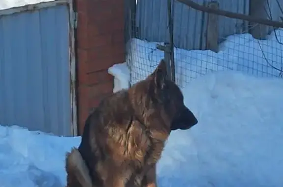 Пропал собака, мужской, Озёрная улица, 4, Лосино-Петровский - немецкая овчарка - photo