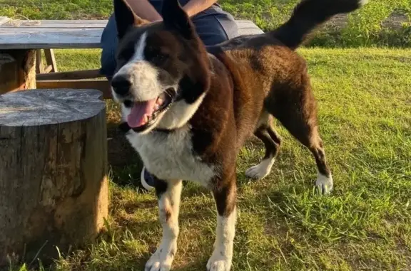 Пропал собака, Рождество, Тверская область - черно-белый окрас, метис Акита-ину - photo