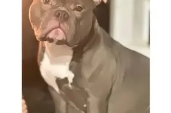 Пропала собака, 10-я линия, 124, Мгинское - серая с белой грудью - photo