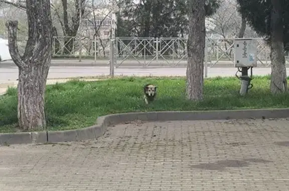 Найдена собака, улица Карасунская Набережная, Краснодар - рыже-коричневая с черной спинкой - photo