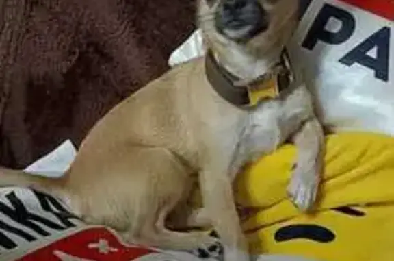 Пропал собака, улица 8 Марта, 1Г, Белгород - рыжий с белыми пятнами - photo